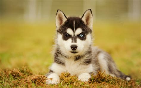 Download Wallpapers Husky Little Puppy Heterochromia Cute Animals