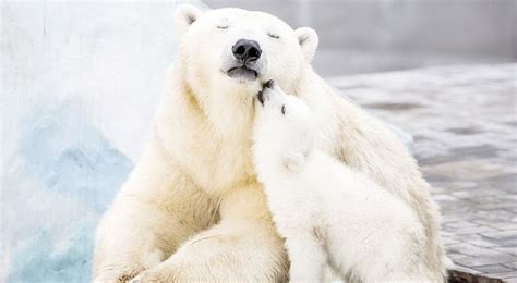 Picture Of The Day Adorable Polar Bear Cub Tries To Kiss Its Mom