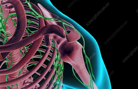 The Lymph Supply Of The Shoulder Stock Image F0017323 Science