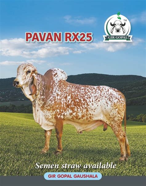 Gir Bull Pavan Rx25 Semen Packaging Size Regular Rs 2000number Id 21565851812