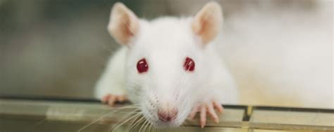 Get Ready To Fall In Love With Australias Albino Rats And Mice This