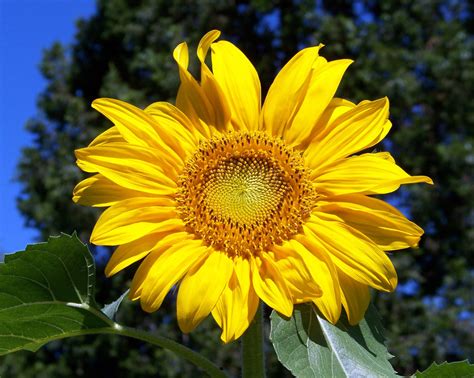 22 Sunflower Images Free  Bondi Bathers