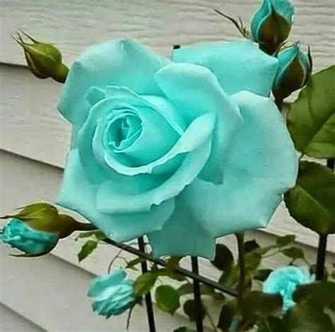 Tiffany Blue Rose Unusual Flowers Rare Flowers Beautiful Rose Flowers