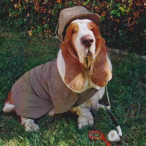 Collection 99 Wallpaper Pictures Of A Basset Hound Updated 102023