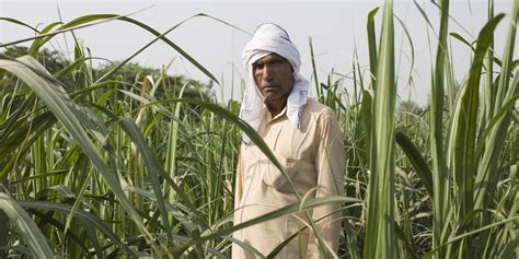 India Buried In Sugar Tries To Dig Out Wsj
