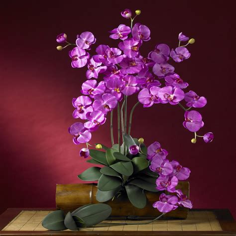 Best Orchid Flower Pictures