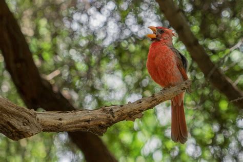 Pyrrhuloxia Bird Facts Nesting Mating Rituals And Range
