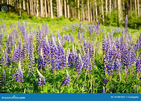 A Mountain Meadow Full Of Purple Flowers Lupine Stock Image Image Of