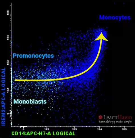 Normal Monocyte Maturation Learnhaem Haematology Made Simple