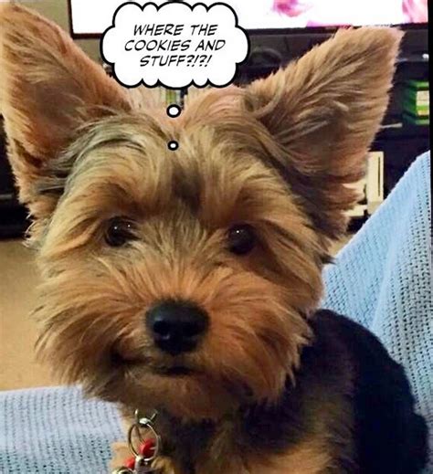 15 Funny Yorkies Memes To Make Your Day Page 4 Of 5