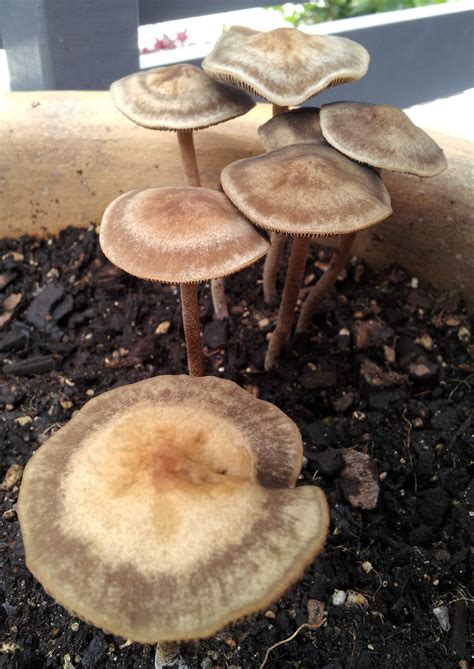 Panaeolus Cinctulus The Ultimate Mushroom Guide