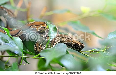 Russells Viper Daboia Russelii On Branch Of Tree Venomous Snake