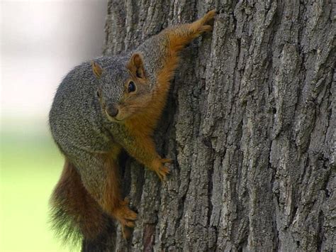Free Picture Squirrel Tree