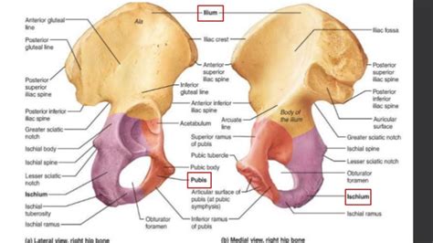 Hip Bone Gross Anatomy