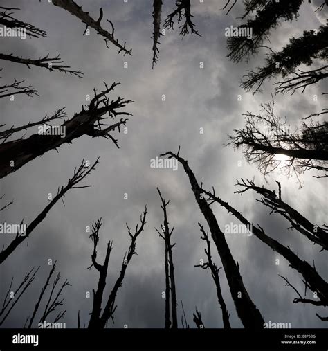 Dark Scary Dead Trees Stormy Skies Haunted Woods Low Angle View Stock