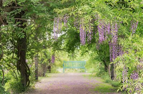 Chinese Wisteria Plant Care And Growing Guide Chinese Wisteria