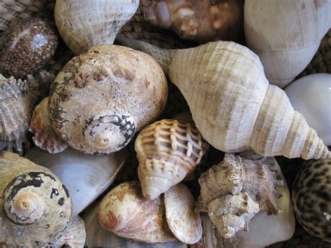 Shells Sea Assorted · Free Photo On Pixabay