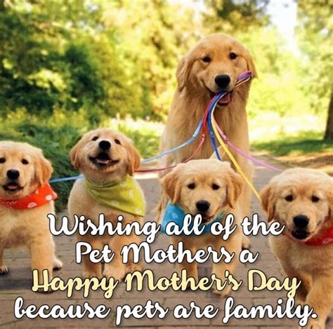 Happy Mothers Day Animal Images Abimald
