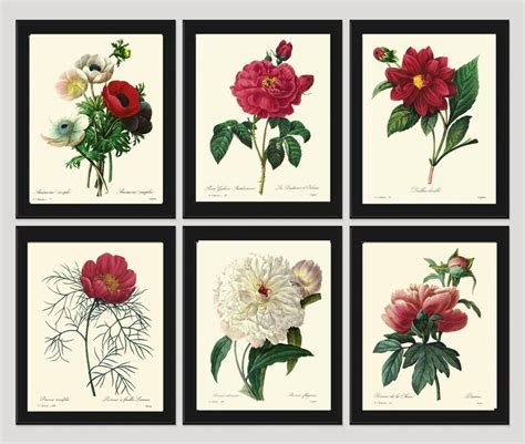 Botanical Print Set Of 6 Art Redoute 122 Beautiful Flowers Red Etsy