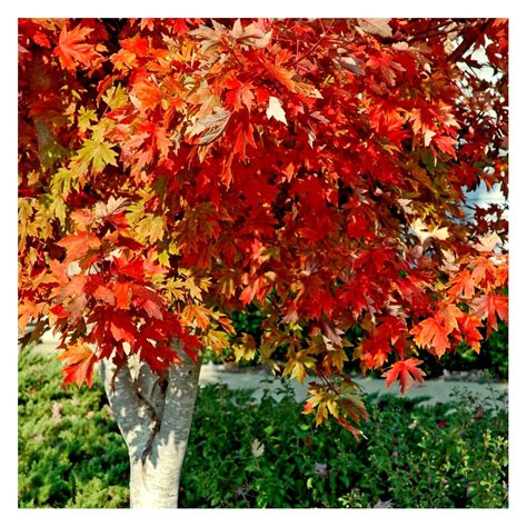 Acer Freemanii Autumn Blaze Buy Freeman Maple Trees