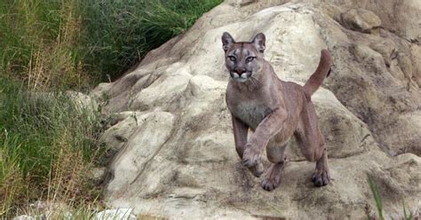Vancouver Island Jogger Used A Rock To Battle Cougar In Attack