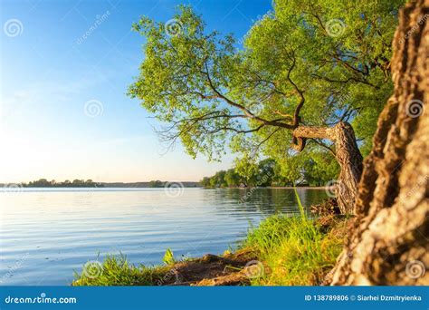 Nature Landscape Of Tree On Riverside Stock Photo Image Of Landscape