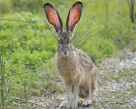 Wild Rabbit Such Big Ears You Have The Better To Keep Cool In The