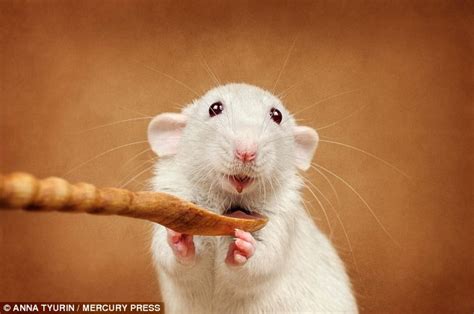 Can Rats Ever Be Cute One Photographer Tries Her Best To Prove The