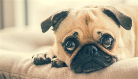 5 Signs Your Dog Has An Upset Stomach And How To Cure It