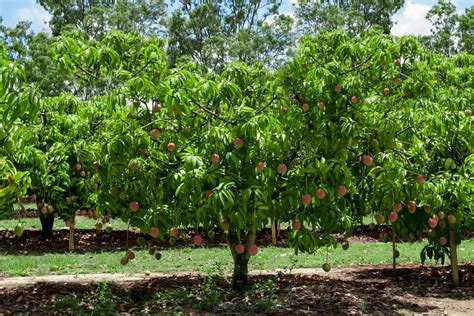 Old Mango Tree