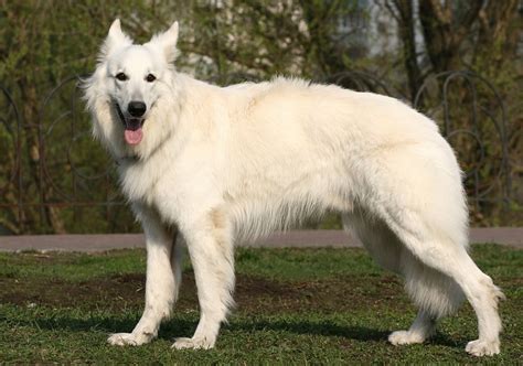 American White German Shepard Us Pets Love