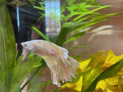I Have A Sick Betta Fish With What Looks Like A Red Lesion Near Its