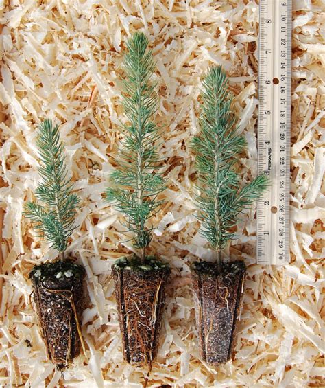Colorado Blue Spruce Seedlings Etsy