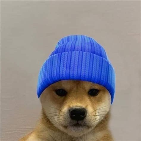 Funny Animal Picture Dog With Blue Hat