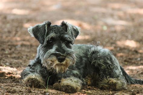 Giving This To Your Schnauzer Daily Could Help Alleviate Painful Skin