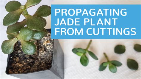 How To Grow Jade Plant From Cuttings In Water