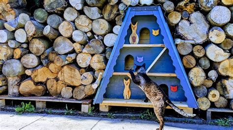 A wide variety of cat shelter options are available to you, such as material, feature, and closure type. DIY Outdoor Cat Winter Shelter - YouTube