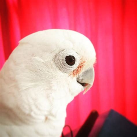 Before we kick off with the top 5 pet birds for beginners, here are some things to consider before buying one. 90 best images about Small & Cute on Pinterest | Cats ...