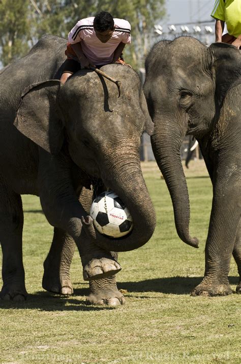 Thailand Elephants Playing Soccer Photo Taken During The Flickr