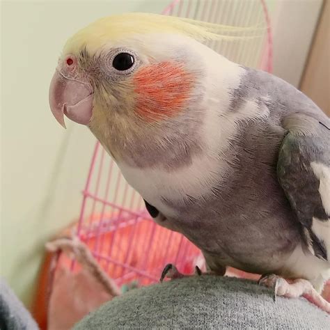 parrots instagram perroquet perroquets perruche perruches inseparable inseparables oiseau