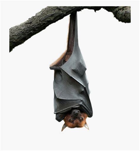 Bat Upsidedown Halloween Hanging Freetoedit Bat
