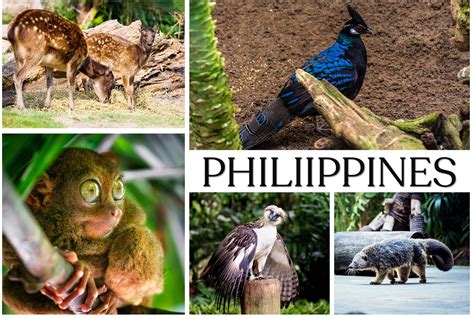 Rare Animals In The Philippines You Can Find On Your Holiday Mabuhay