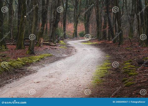 Dirt Road Winding In The Forest During Autumn Stock Image Image Of