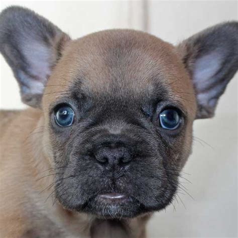 Every french bulldog puppy for sale here at teacups, puppies and boutique of south florida will go home with an official health certificate signed by a licensed veterinarian, a 1 year health guarantee protecting against hereditary and congenital defects, all current vaccinations. French Bulldog Puppy for Sale in Boca Raton, South Florida ...