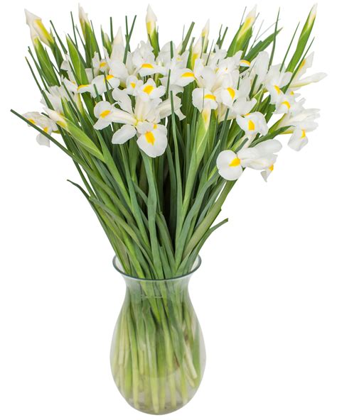 Proflowers.com has been visited by 10k+ users in the past month White Iris | Flowers by Flourish | Use code FBF10 for 10% ...