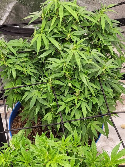 Buds Other Setup Strain Autoflowering Grow Question By Rjramirez4 Growdiaries