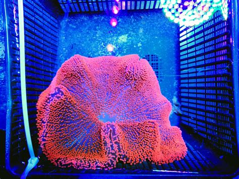 Coral Gallery Under Orphek Atlantik Reef Led Lighting Orphek