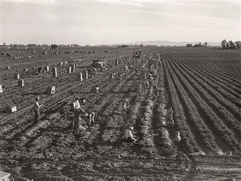 Heartbreaking Dust Bowls Photographs Taken By Dorothea Lange During