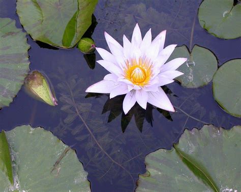 Water Lily Wallpapers Wallpaper Cave