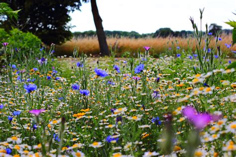 Wild Flowers In Meadow Wallpapers Wallpaper Cave